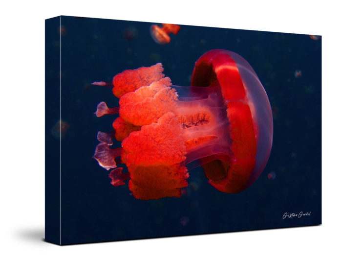 Jelly Fish Underwater Wall Art
