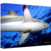 Shark Underwater Wall Art