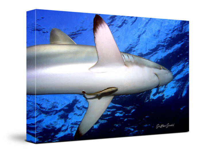 Shark Underwater Wall Art