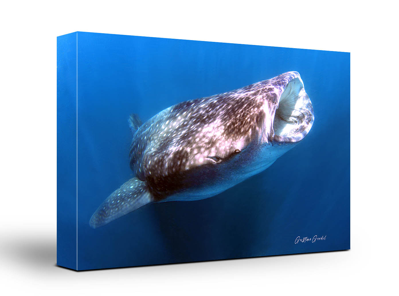 Whale Shark Wall Decor